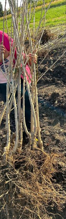 Pomi fructiferi clasici - OFERTA 10+1 GRATIS