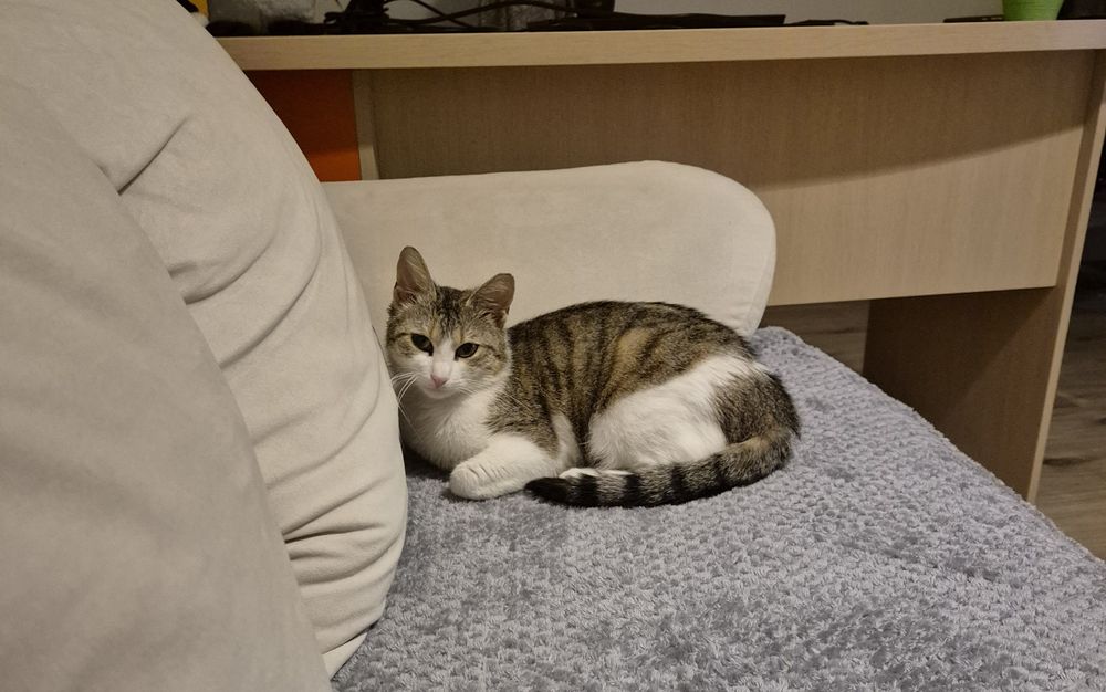 Mara pisica cauta familie