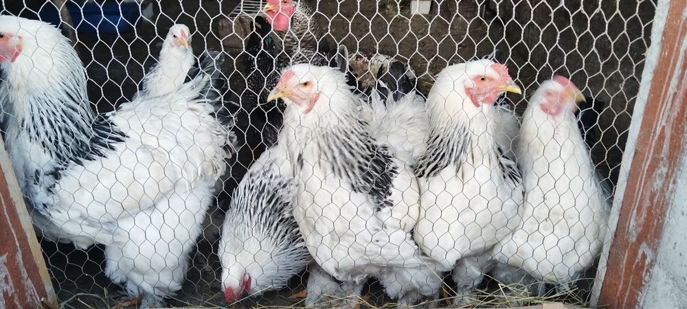 3 cocoși disponibili