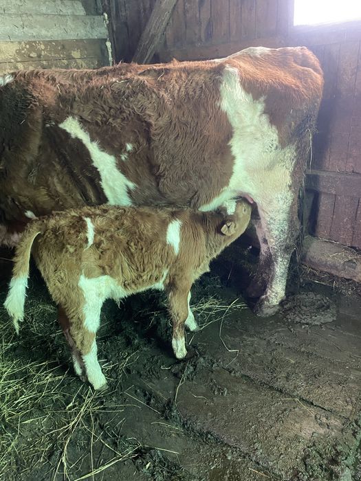 Vaci cu vitei baltate