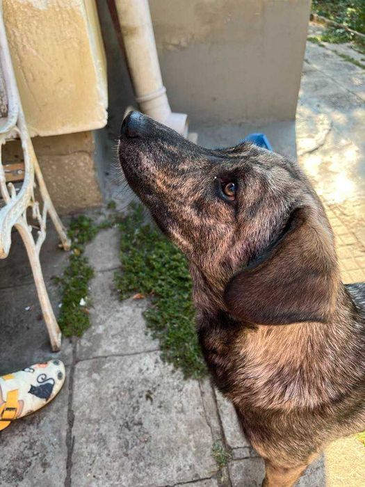 Подарявам младо женско кученце