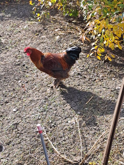 Молодые петухи для разведения