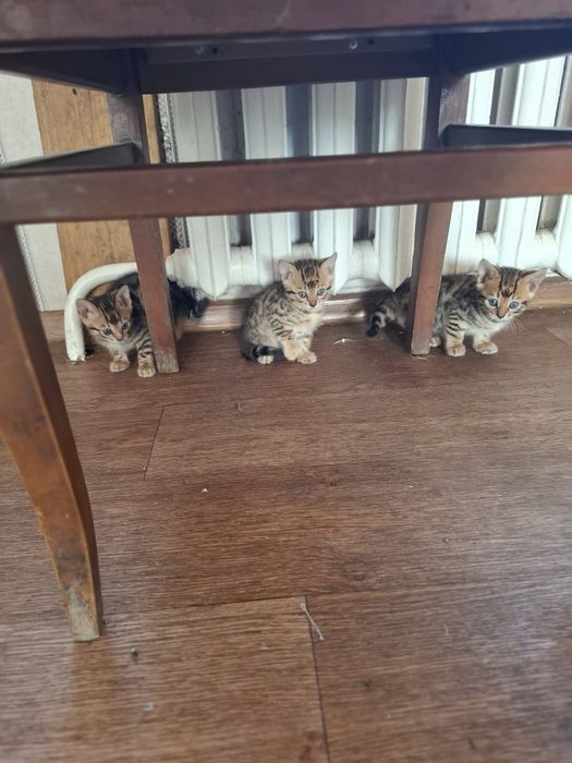 Бенгальские котята