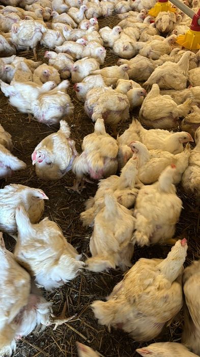 MICRO-FERMA Argeseana‼️