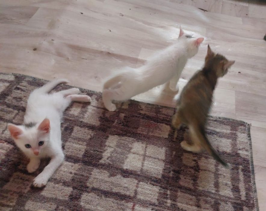 Отдам котят в хорошие руки