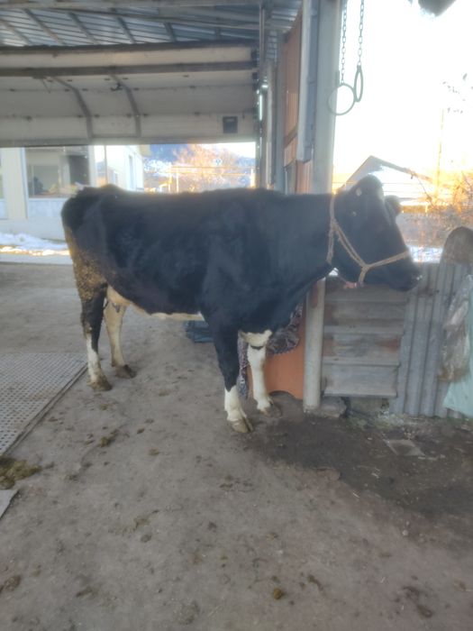 Буаз Сиыр сатамын