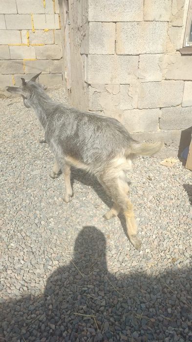 Сельхоз животное