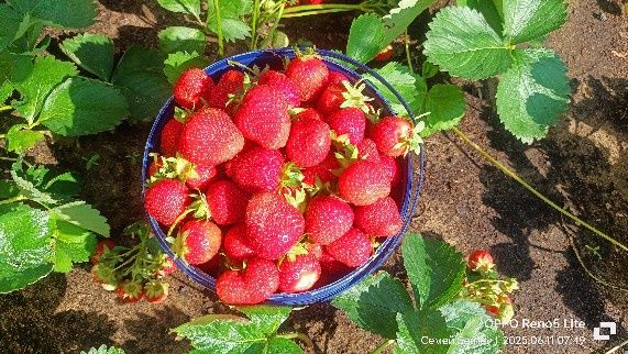 Рассада клубники клери