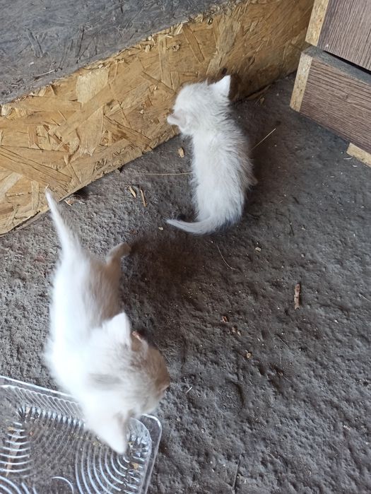 Отдадим котят в добрые руки срочно