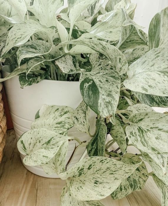 Эаипремнум марбл квин