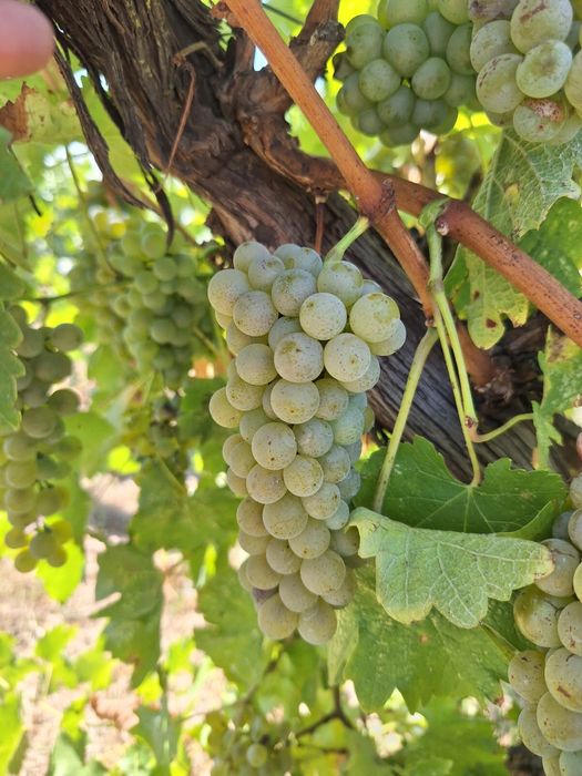 Struguri de vin direct de la producator