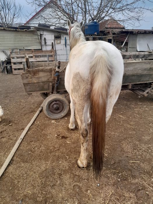 Vind sau schimb cu vaci