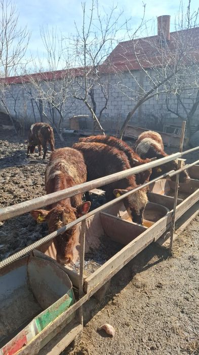 Бычки белоголовые