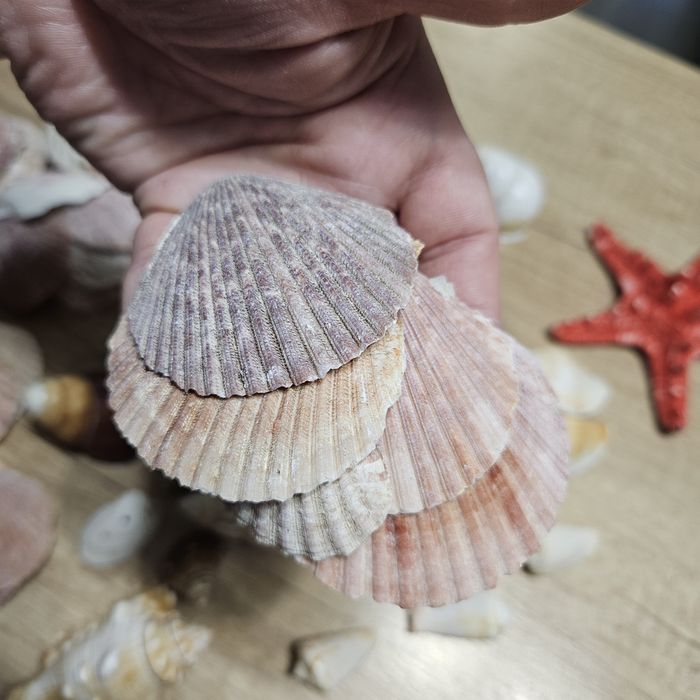 Ракушки морские набор