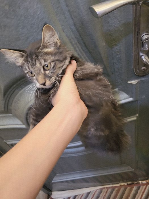 Zotli Uy mushugi. Aqlli