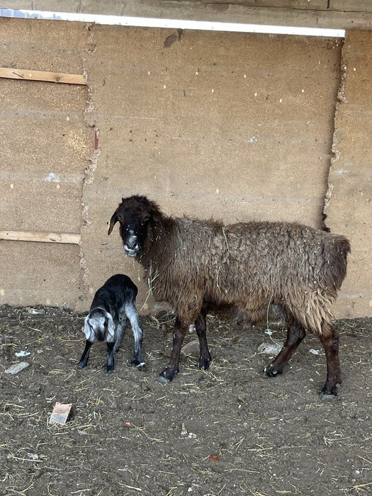 қозылы қойлар сатылады