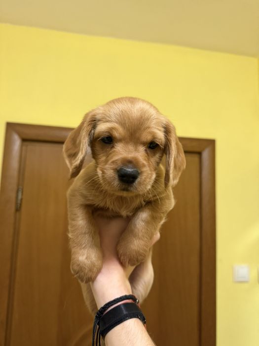 Подарявам кученца