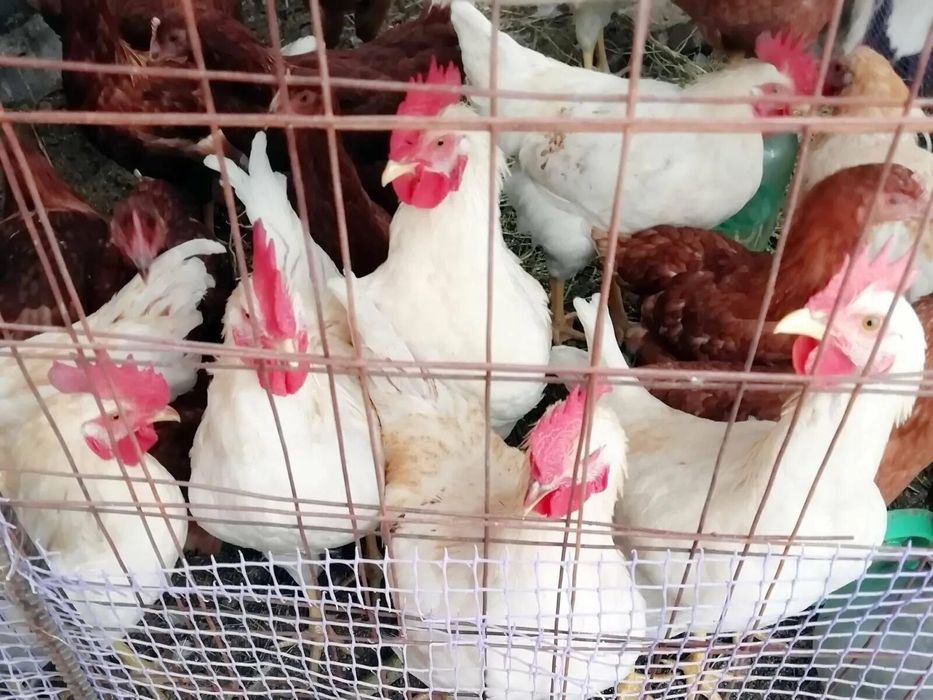 Куры несушки леггорн.