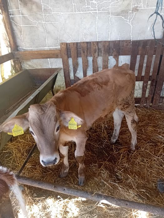 Vacă cu 2 viței  de vânzare