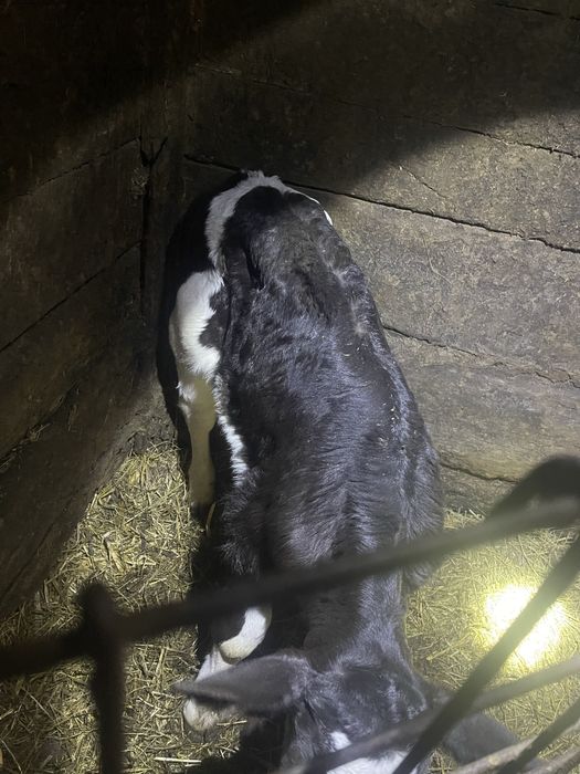 Vitel mascul varsta 2 saptamani
