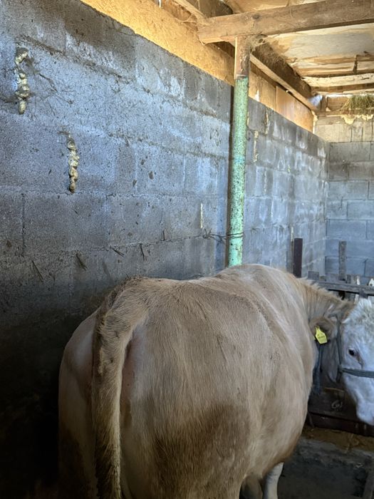 Семіз сиыр корова