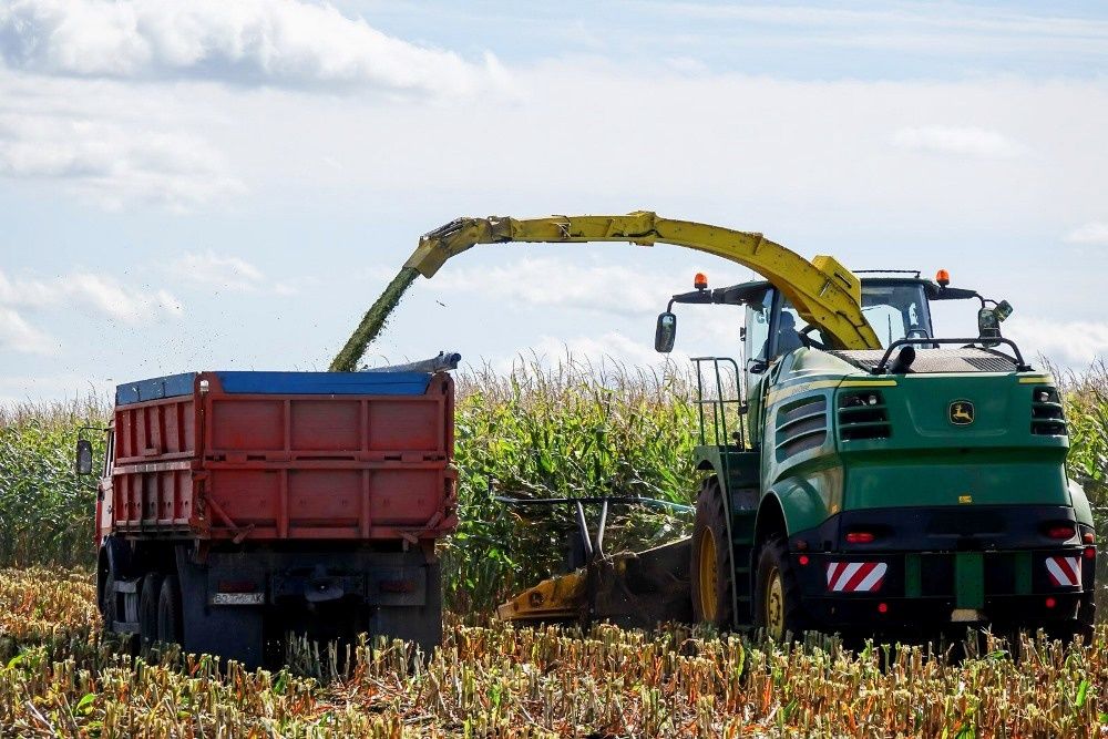 Силос,Силус кукуруза