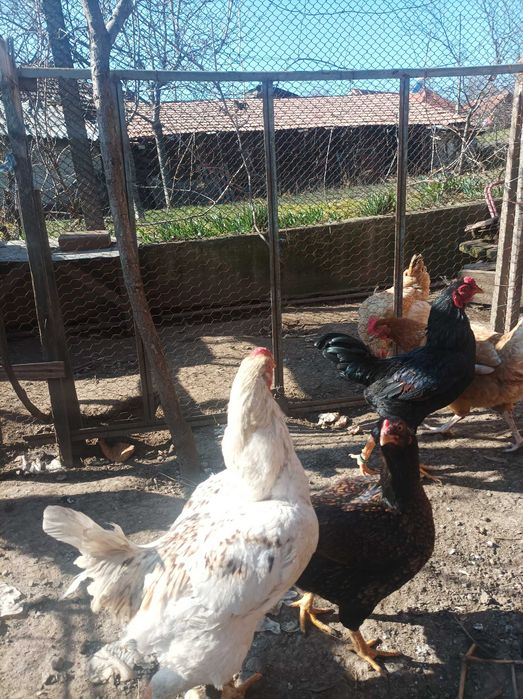 Gaini și cocos combatant indian