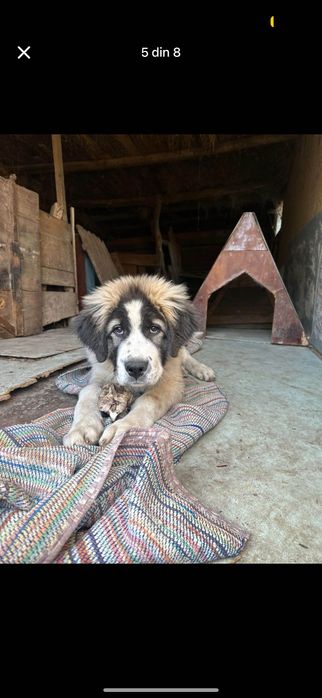 Caine ciobănesc vârstă 5 luni