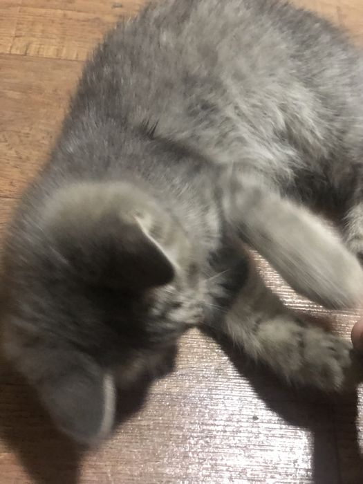 Eliza laqabli zotdor uy mushugi