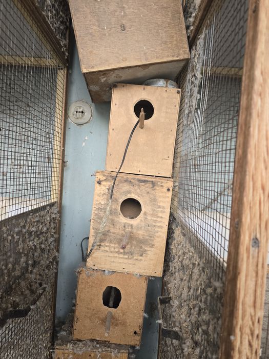 Дуплянки для попугаев