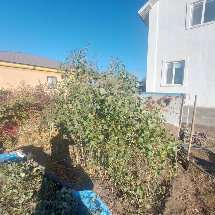 Продам пиромидальные тополи по 500тг