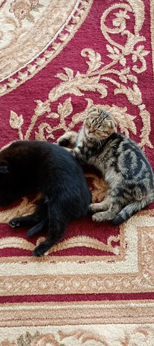 Котята в добрые руки