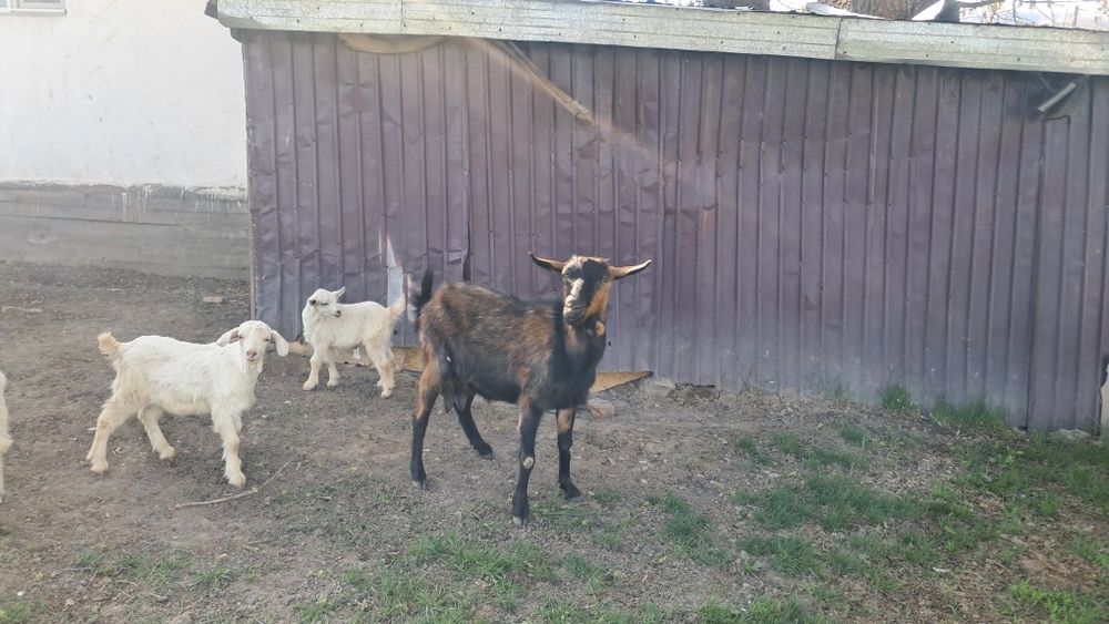 Сүтті ешкі лағымен сатылады.