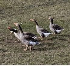 Vând oua proaspete gâste de casa