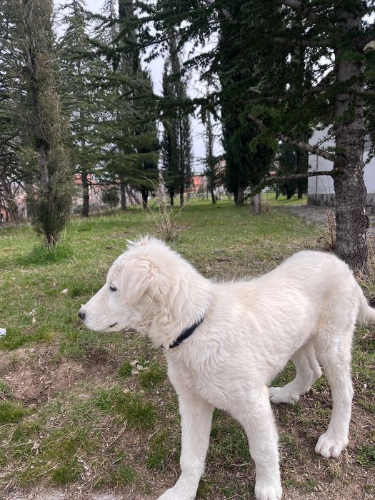 ПОДАРЯВАМ куче ..!