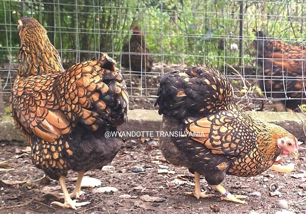 Wyandotte GSG Pitic familie 5+1