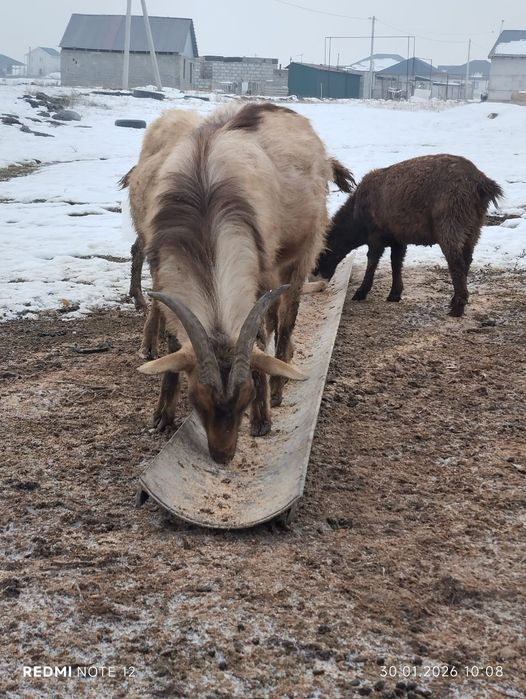 Козёл альпийской породы