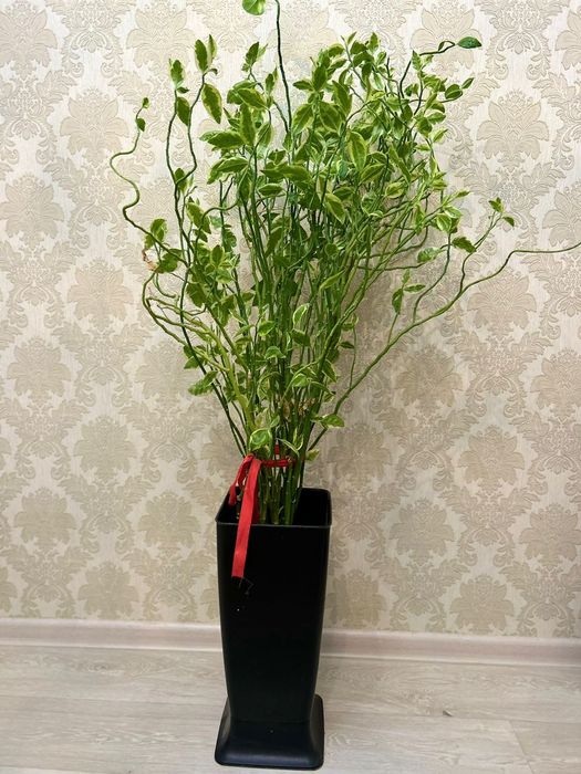 Гүл сатылады ...