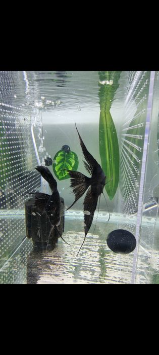 Скалярия черный бархат вуаль