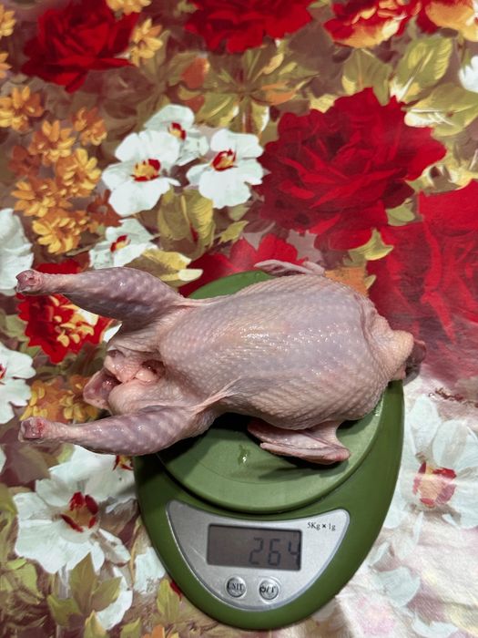 Продаю мясо домашней перепелки
