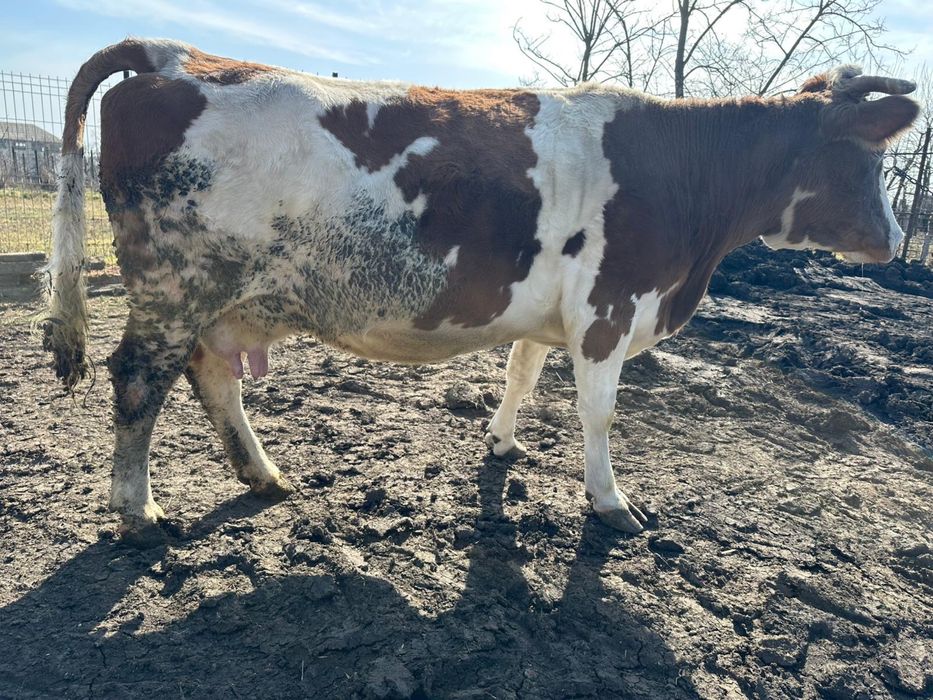 Vand vaca gestanta in 7 luni jumatate