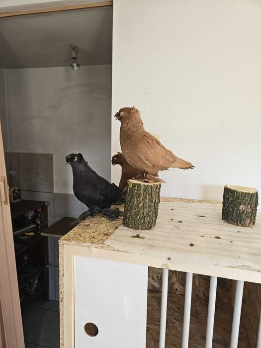 Pui Porumbei Jucatori de Botosani diverse culori