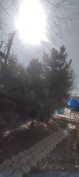 Елка живая 3 шт.