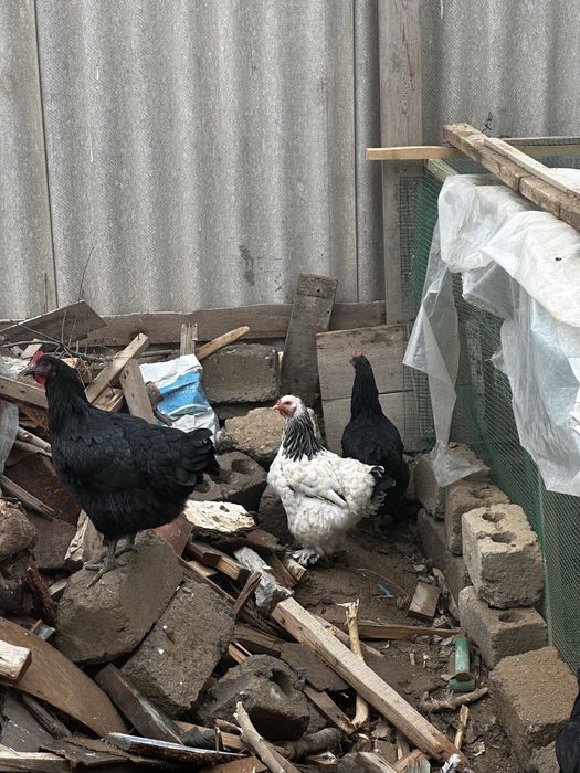 Bramalar sotiladi yoki obmen