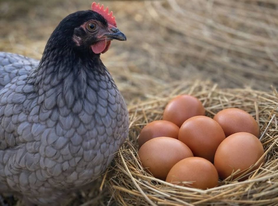 Ouă de Găină și Rațe Leșești