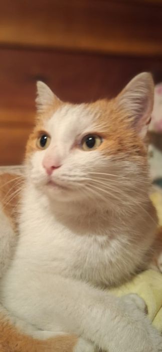 Котик бесплатно!