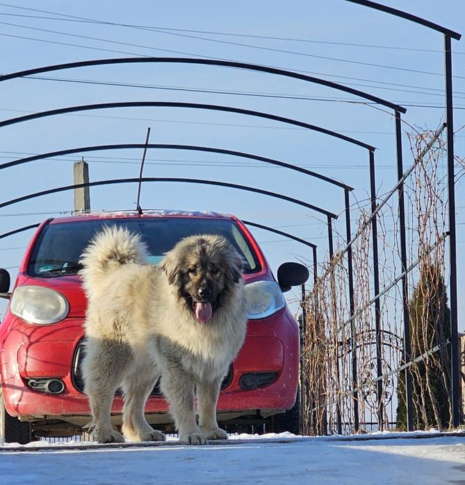 Femela Ciobanesc caucazian