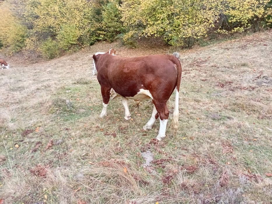 Vând taur cuminte
