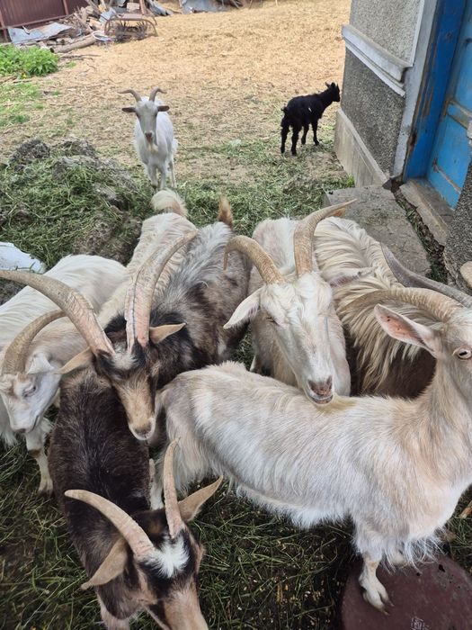 Țapi, capre și iezi de vanzare Racaciuni • OLX.ro