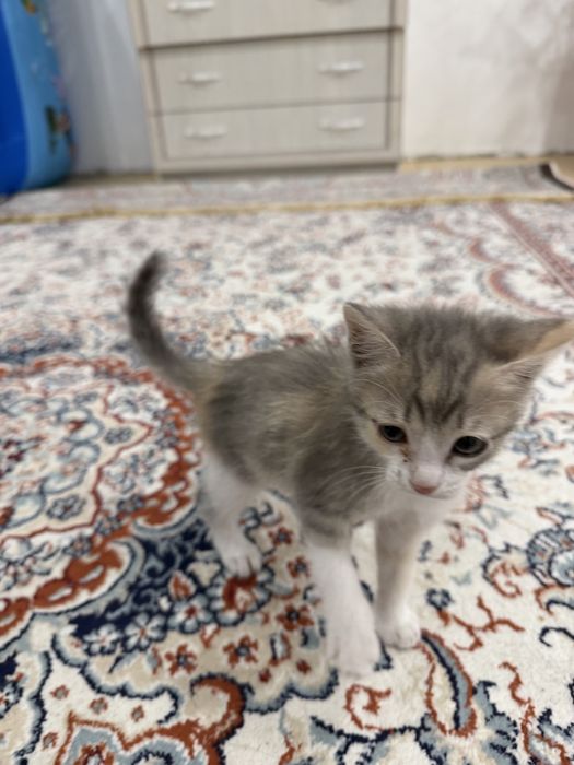 Отдам котенка в добрые руки бесплатно